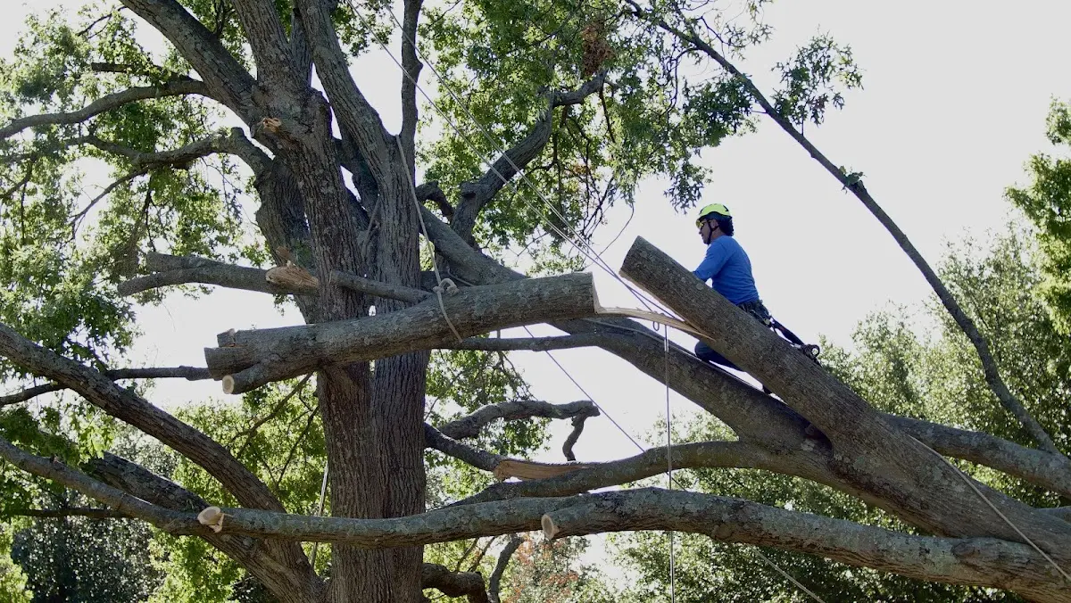 Professional Crown Thinning performed by certified arborists in Stockland
