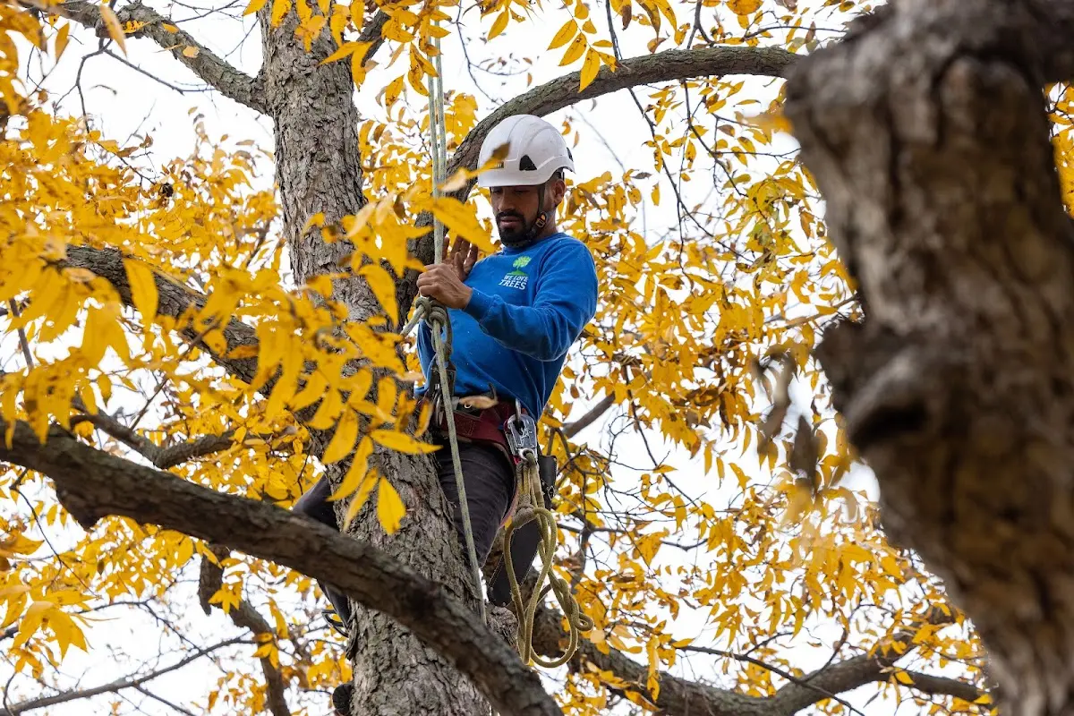 Skilled Tree Pruning crew working in Stockland